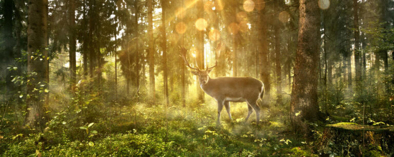 Hjort i skogen